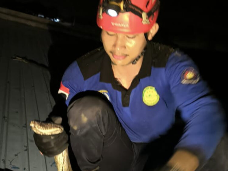 Piton 4 Meter Dievakuasi Damkar dari Plafon Warga Jalan Parikesit Bontang Baru