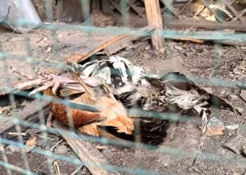 Puluhan Ayam Kampung di Loktuan Mati Mendadak, Warga Khawatir Wabah Berbahaya