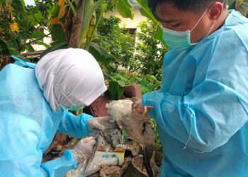 Puluhan Ayam Mati di Loktuan Diduga Terjangkit Newcastle Deases atau Tetelo