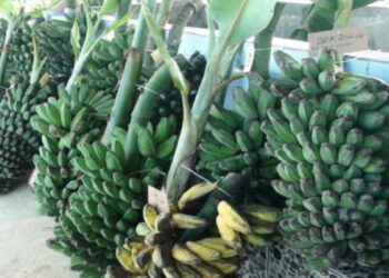 Faizal Apresiasi Perolehan Sertifikat HKI Pisang Kepok, Jadi Komoditas Unggulan Kutim