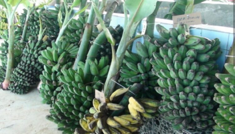 Faizal Apresiasi Perolehan Sertifikat HKI Pisang Kepok, Jadi Komoditas Unggulan Kutim