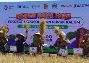 Pupuk Kaltim Sukses Tingkatkan Produktivitas Padi di Jember Melalui Program Agrosolution