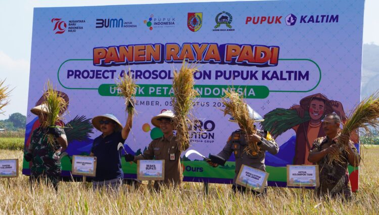 Pupuk Kaltim Sukses Tingkatkan Produktivitas Padi di Jember Melalui Program Agrosolution