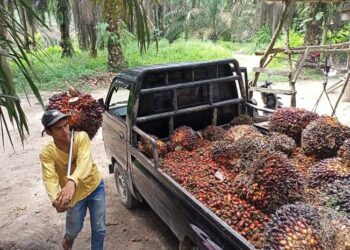 Harga Sawit Melonjak, Tembus Rp 3 Ribu per Kilogram