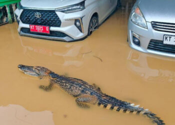 Parah Sih yang Edit, Petugas Damkar Bontang Kecele Foto Buaya di Tengah Banjir