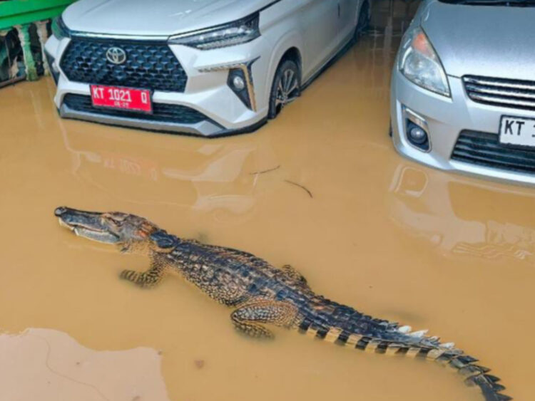 Parah Sih yang Edit, Petugas Damkar Bontang Kecele Foto Buaya di Tengah Banjir