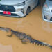 Parah Sih yang Edit, Petugas Damkar Bontang Kecele Foto Buaya di Tengah Banjir