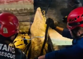 Cari Mangsa di Parit Simpang Bontang Kuala, Buaya 4 Meter Dievakuasi Selama 2 Jam