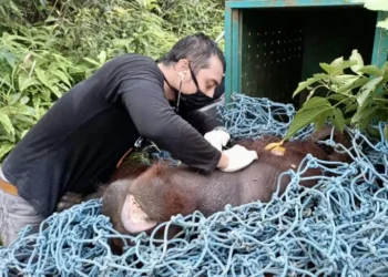 2 Bulan Sudah 37 Orangutan Diselamatkan BKSDA Kaltim, Terbanyak Poros Sangatta Wahau