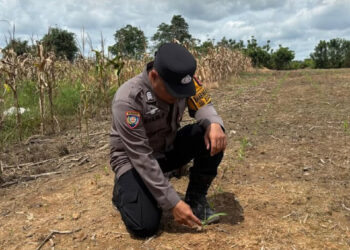 Tangani Hama Ulat, Bhabinkamtibmas Bonles Dampingi Kelompok Tani Padaidi