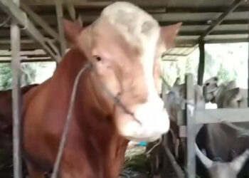 Sapi Kurban Prabowo di Bontang Jenis Simmental Swiss Bobotnya 650 Kg