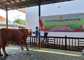 Sapi Kurban Prabowo di Masjid Tua BK jadi Tontonan Warga, Bobotnya Mendekati 1 Ton