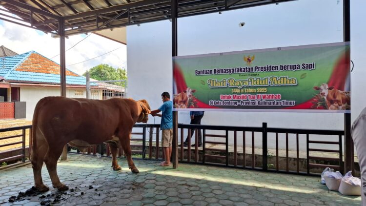 Sapi Kurban Prabowo di Masjid Tua BK jadi Tontonan Warga, Bobotnya Mendekati 1 Ton
