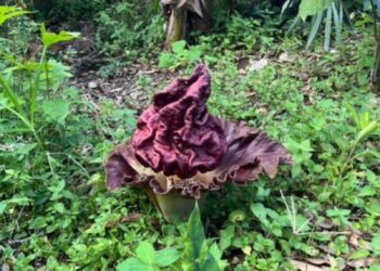 Jadi Perhatian, Melihat Bunga Suweg Bangkai yang Tumbuh di Pekarangan Warga Guntung
