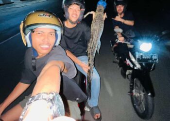 Mengejutkan! Seekor Buaya Muncul di Jalan Protokol Kota Bontang, Damkar Imbau Hati-hati