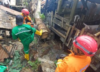 Pohon Aren Tumbang di Kanaan, Kandang Babi Warga di Jalan Damai Ambruk