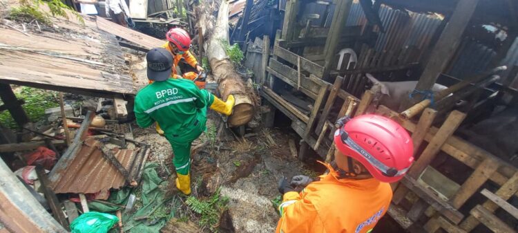 Pohon Aren Tumbang di Kanaan, Kandang Babi Warga di Jalan Damai Ambruk