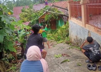 Pohon Matoa Tumbang di Berbas Tengah, Atap Rumah Warga Jalan Zamrud Rusak