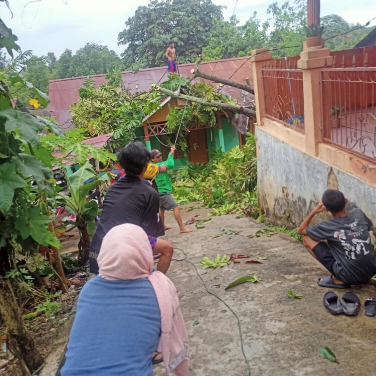 Pohon Matoa Tumbang di Berbas Tengah, Atap Rumah Warga Jalan Zamrud Rusak