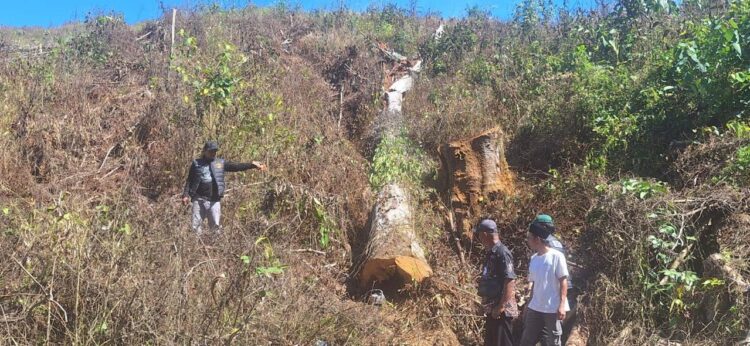 Bersihkan Kebun, Warga Bengalon Tewas Tertimpa Pohon Ulin yang Ditebangnya