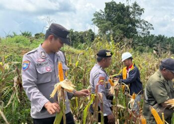 Panen Raya di Desa Jak Luay, Kolaborasi Hasilkan 1 Ton Jagung Pipil di Lahan 1 Hektare