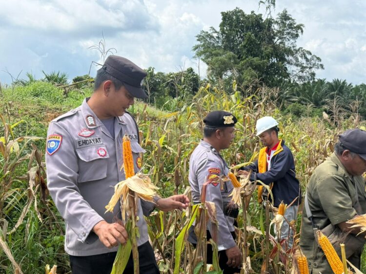 Panen Raya di Desa Jak Luay, Kolaborasi Hasilkan 1 Ton Jagung Pipil di Lahan 1 Hektare