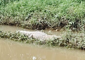 Ziarah Kubur di BK, Warga Dikagetkan Penampakan Buaya 3 Meter Berjemur di Sungai