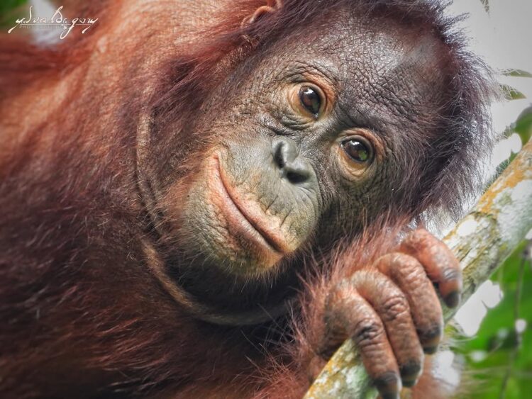 Kisah Si Pongo, Pesona Biodiversitas Hutan: Harmoni Industri dan Konservasi di Bontang