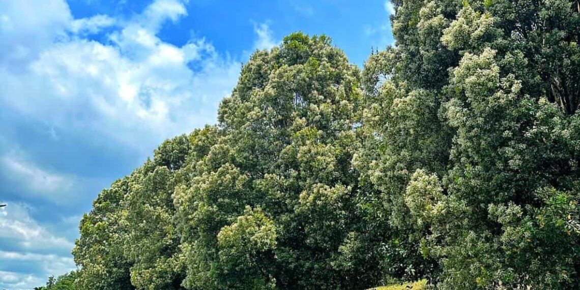 Pucuk Merah di Bontang Lagi Bermekaran, Jalan Dekat Sekolah Alam jadi Spot Estetik