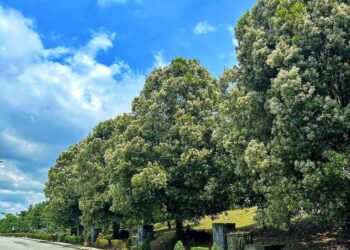 Pucuk Merah di Bontang Lagi Bermekaran, Jalan Dekat Sekolah Alam jadi Spot Estetik