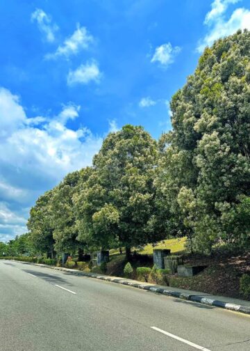 Pucuk Merah di Bontang Lagi Bermekaran, Jalan Dekat Sekolah Alam jadi Spot Estetik