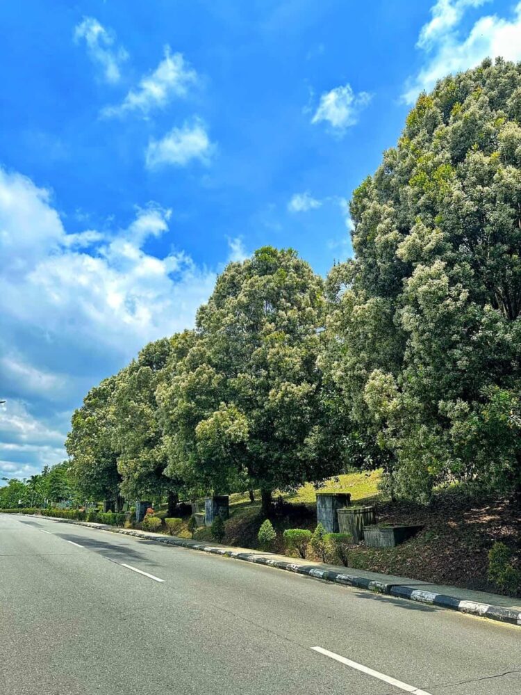 Pucuk Merah di Bontang Lagi Bermekaran, Jalan Dekat Sekolah Alam jadi Spot Estetik