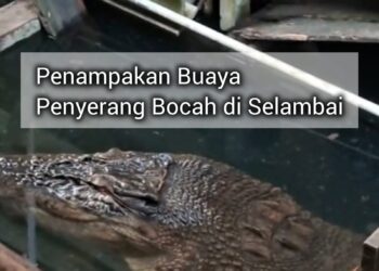Penampakan Buaya yang Menyerang Abisar, Bocah 11 Tahun di Selambai Bontang