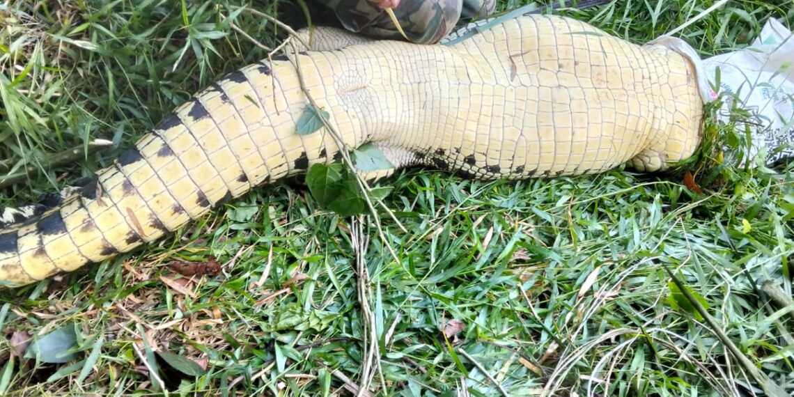 Merasa Terancam, Buaya 2 Meter Ditangkap Warga Perum BSD dengan Cara Disetrum