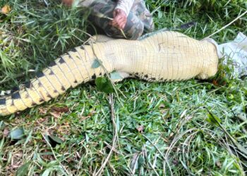 Merasa Terancam, Buaya 2 Meter Ditangkap Warga Perum BSD dengan Cara Disetrum