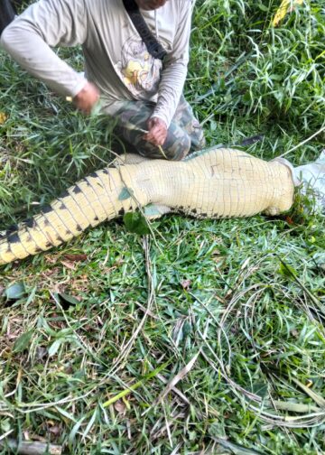 Merasa Terancam, Buaya 2 Meter Ditangkap Warga Perum BSD dengan Cara Disetrum