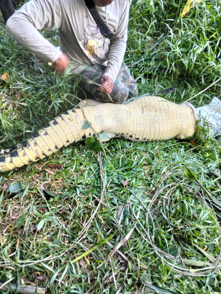 Merasa Terancam, Buaya 2 Meter Ditangkap Warga Perum BSD dengan Cara Disetrum