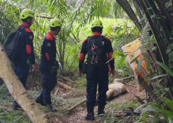Jangan Bertindak Sendiri, Damkar Minta Warga Lapor Kemunculan Buaya ke Tim Terlatih
