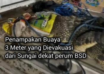 Buaya 3 Meter Kembali Dievakuasi di BSD, Warga Sebut Masih Ada Tiga Lagi