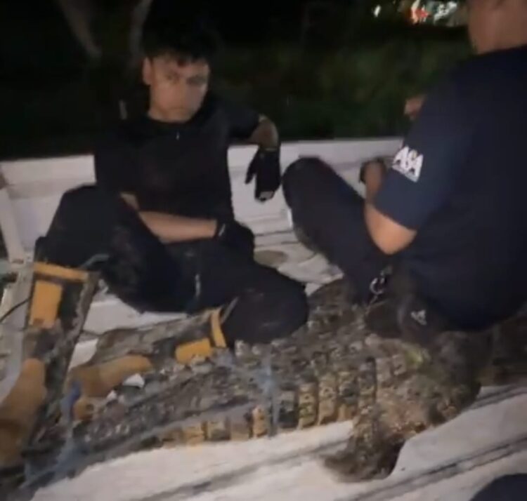 Lagi-lagi, Bermodal Alat Setrum Warga Berhasil Tangkap Buaya di Sungai Perum BSD