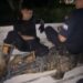 Lagi-lagi, Bermodal Alat Setrum Warga Berhasil Tangkap Buaya di Sungai Perum BSD