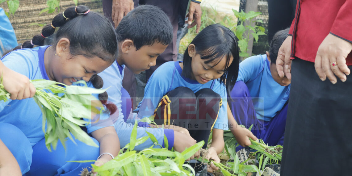 Siswa Belajar Ketahanan Pangan, SDN 002 Bontang Barat Panen Kangkung Perdana