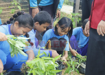 Siswa Belajar Ketahanan Pangan, SDN 002 Bontang Barat Panen Kangkung Perdana