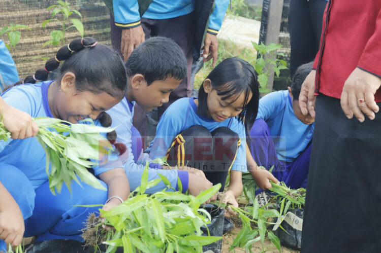 Siswa Belajar Ketahanan Pangan, SDN 002 Bontang Barat Panen Kangkung Perdana