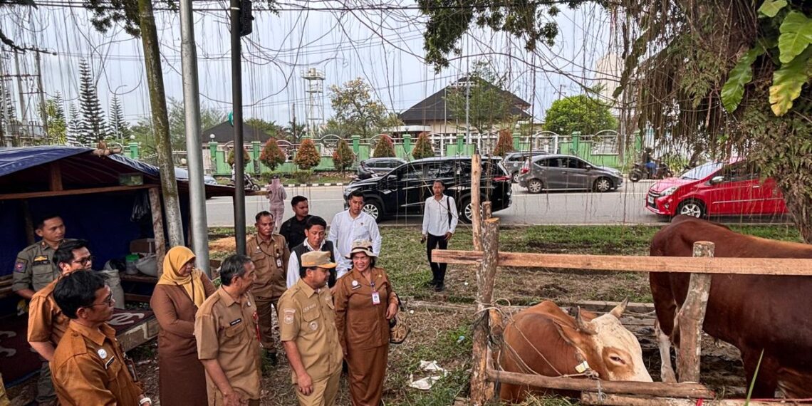 Agus Haris Tinjau Pedagang Sapi Jelang Idul Adha, Jumlah Hewan Kurban Meningkat