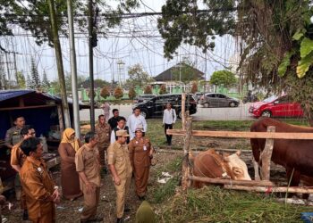 Agus Haris Tinjau Pedagang Sapi Jelang Idul Adha, Jumlah Hewan Kurban Meningkat