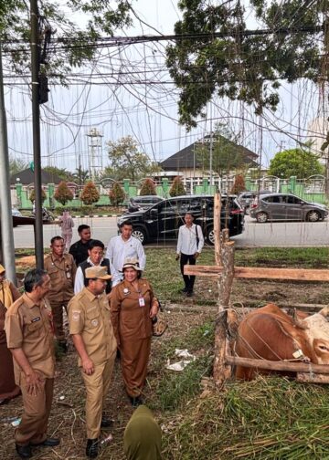 Agus Haris Tinjau Pedagang Sapi Jelang Idul Adha, Jumlah Hewan Kurban Meningkat