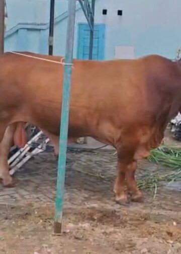 Gagahnya Sapi Kurban Presiden Prabowo di Bontang, Ramai jadi Tontonan Warga