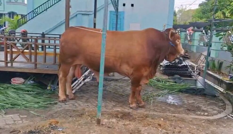 Gagahnya Sapi Kurban Presiden Prabowo di Bontang, Ramai jadi Tontonan Warga
