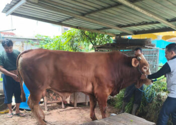 Presiden Prabowo Kembali Kurban di Bontang, Sapi 732 Kg Akan Disembelih di Masjid Al-Hijrah